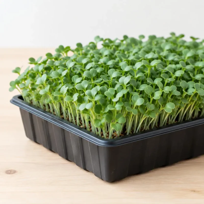 Broccoli Microgreens