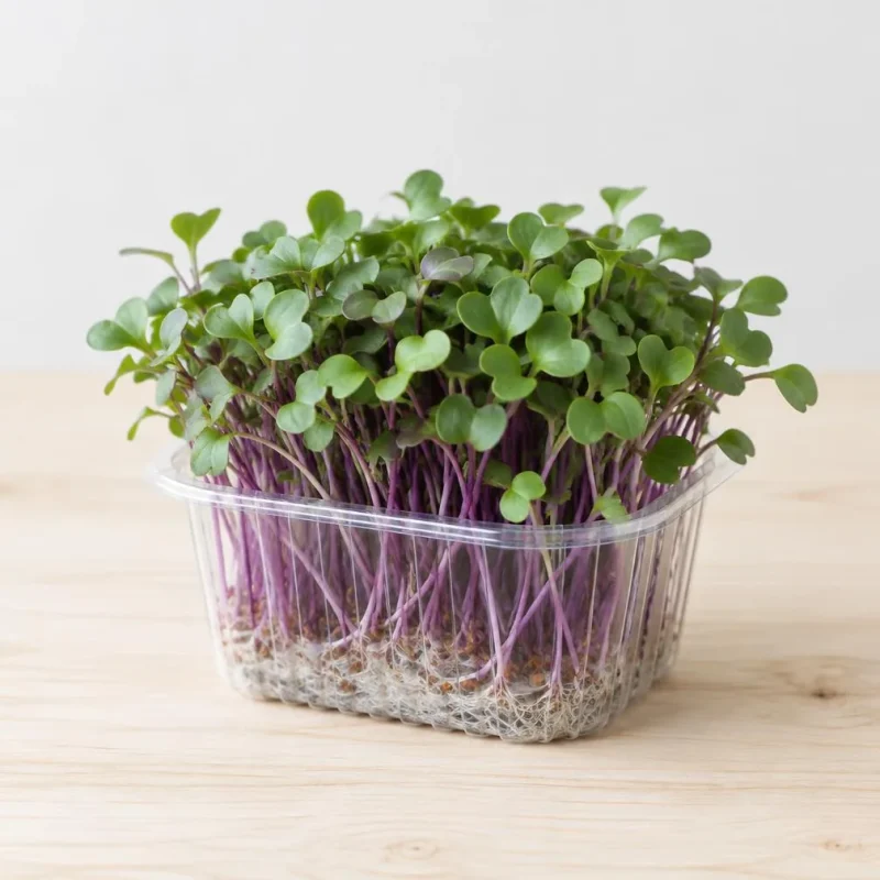 Radish Microgreens